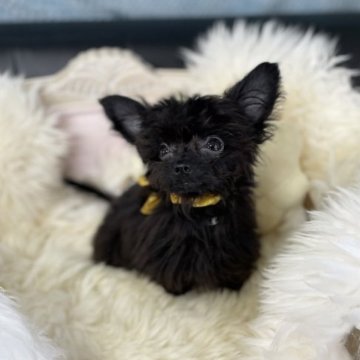 チワプー(チワワ×タイニープードル)【茨城県・男の子・2022年12月30日・ブラック】の写真「人懐っこいちびちびで、めちゃくちゃ可愛いです。」