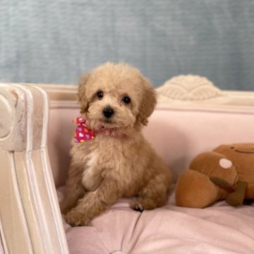 トイプードル(ティーカップ)【茨城県・男の子・2023年7月12日・アプリコット】の写真「ちびちびむちむちです！パパは毛量爆盛りです。」