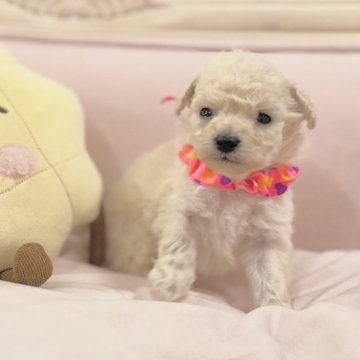 トイプードル(ティーカップ)【茨城県・男の子・2024年7月9日・ホワイト】の写真「人懐っこいちびちびのかわい子ちゃんです」