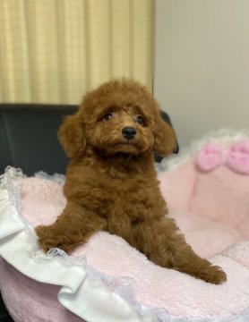 トイプードル(タイニー)【茨城県・男の子・2021年6月24日・レッド】の写真「健康診断ワクチン2回接種済みです。」