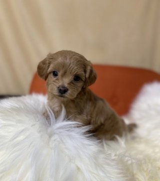 マルプー【茨城県・男の子・2022年2月26日・アプリコット】の写真「ちびちび3兄妹の可愛い末っ子男の子です」