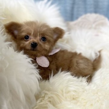 チワプー(チワワ×タイニープードル)【茨城県・女の子・2023年2月10日・茶】の写真「人懐っこくて綺麗な毛色の手のひらサイズの可愛い子」