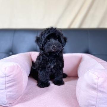 ヨープー【茨城県・女の子・2022年5月27日・ブラック】の写真「チビチビで元気いっぱい！ヨープーの女の子です。」