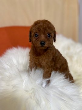 トイプードル(タイニー)【茨城県・女の子・2022年1月14日・レッド】の写真「可愛い可愛い姫です。写真より何十倍も可愛いです。」