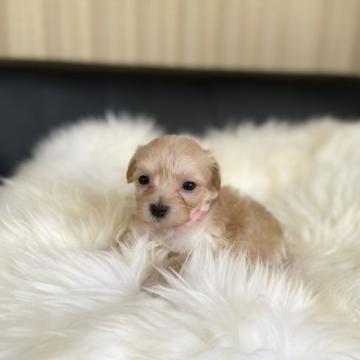 マルプー(タイニープードル×マルチーズ)【茨城県・女の子・2022年8月1日・アプリコット】の写真「チビッチビ！めちゃくちゃ可愛いマルプー5兄妹です。」