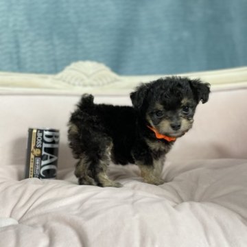 トイプードル(タイニー)【茨城県・女の子・2023年6月30日・マーブル】の写真「珍しいボディカラーのおっとりした性格の子です」