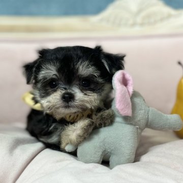 チワマル(チワワ×マルチーズ)【茨城県・女の子・2024年4月13日・ブラックタン】の写真「めちゃくちゃ可愛いチワマル産まれました♡」