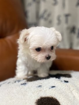 マルチーズ【茨城県・男の子・2021年2月25日・ホワイト】の写真「ちっちゃくって毛量もありめちゃくちゃ可愛いです。」