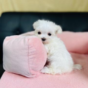 マルチーズ【茨城県・女の子・2022年6月21日・ホワイト】の写真「真っ白でちびっちびなマルチーズ三兄妹です。」