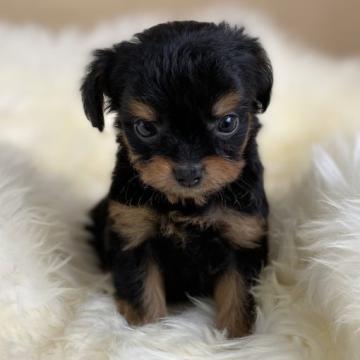 チワプー【茨城県・女の子・2022年5月16日・ブラックタン】の写真「チワワのママとプードルのパパから生まれました！」