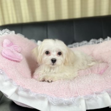 マルチーズ【茨城県・女の子・2022年11月4日・ホワイト】の写真「まるでお人形の様な上品な顔つきの可愛い子です！」