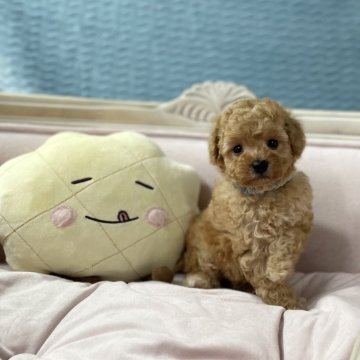 トイプードル(タイニー)【茨城県・男の子・2023年10月30日・アプリコット】の写真「おっきな目でお顔がめちゃめちゃ可愛いです。」