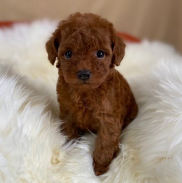 トイプードル(タイニー)【茨城県・女の子・2022年4月12日・レッド】の写真「元気いっぱい！人懐っこい可愛い女の子です。」