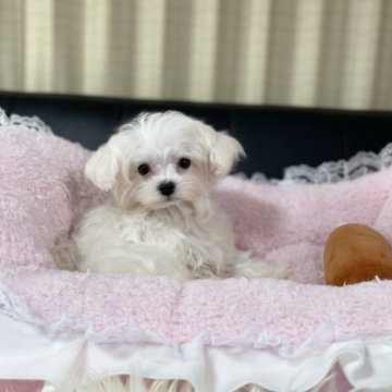 マルチーズ【茨城県・男の子・2022年11月4日・ホワイト】の写真「まんまるおメメが可愛い元気いっぱいチビチビです！」