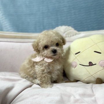 マルプー(マルチーズ×トイプードル)【茨城県・女の子・2024年1月8日・アプリコット】の写真「めちゃくちゃ可愛いポテポテの姫です。」