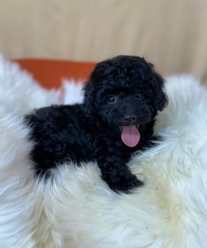 トイプードル(タイニー)【茨城県・女の子・2022年3月7日・ブラック】の写真「ブラックで見えにくいとは思いますがめちゃ可愛い子♡」