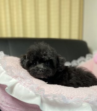 マルプー(マルチーズ×トイプードル)【茨城県・女の子・2021年7月4日・ブラック】の写真「両親共遺伝子検査クリアです。」