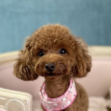 トイプードル(タイニー)【茨城県・女の子・2023年7月18日・レッド】の写真「元気いっぱいで、とっても人懐っこいです！」