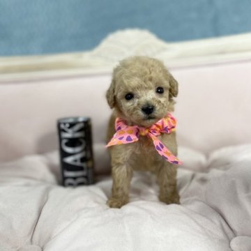 トイプードル(ティーカップ)【茨城県・女の子・2023年7月12日・アプリコット】の写真「ティーカップサイズ予想の小さな姫です。むちむちです」