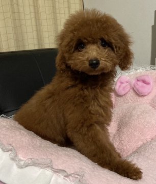 トイプードル(タイニー)【茨城県・男の子・2021年6月24日・レッド】の写真「とても賢い子です健康診断ワクチン2回接種済みです。」