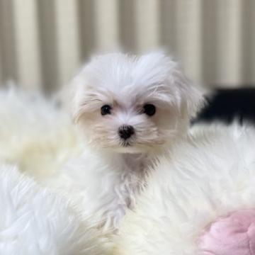 マルチーズ【茨城県・男の子・2022年7月3日・ホワイト】の写真「見ているだけで癒される！めちゃくちゃ可愛い子です」