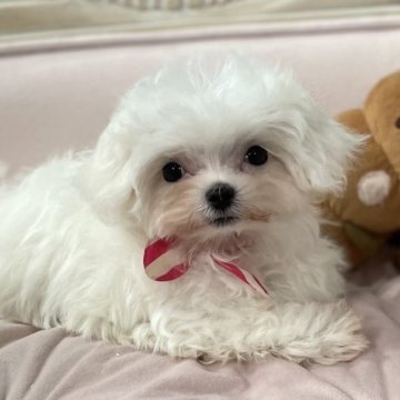マルチーズ【茨城県・男の子・2023年10月16日・ホワイト】の写真「むちむちぷりぷりで子犬らしい可愛い子です」