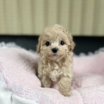 マルプー(タイニープードル×マルチーズ)【茨城県・女の子・2022年12月26日・アプリコット】の写真「毛がムクムクしていてコロコロボディの可愛い子です！」