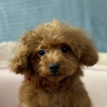 トイプードル(ティーカップ)【茨城県・男の子・2023年9月5日・レッド】の写真「現在体重は1.3キロくらいです。ティーカップです。」