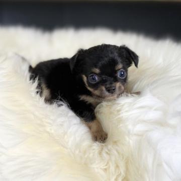 チワワ(ロング)【茨城県・男の子・2022年8月8日・ブラックタン】の写真「お目くりくり。チビッチビミニミニな可愛い子です。」