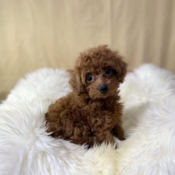 トイプードル(タイニー)【茨城県・女の子・2022年8月11日・レッド】の写真「おメメまんまるで元気いっぱいで人懐っこいこです。」