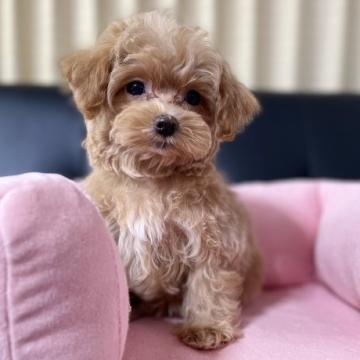 マルプー(マルチーズ×プードル)【茨城県・女の子・2022年5月7日・アプリコット】の写真「マルプー4姉妹。思わず抱きしめたくなる可愛さ❤️」