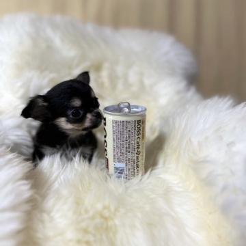 チワワ(ロング)【茨城県・男の子・2022年8月8日・ブラックタン】の写真「380g極小チビッチビの人懐っこい子です。」