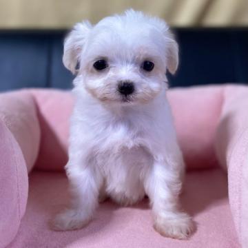 チワマル(チワワ×マルチーズ)【茨城県・男の子・2022年5月19日・ホワイト】の写真「チワワのママとマルチーズのパパから生まれました！」