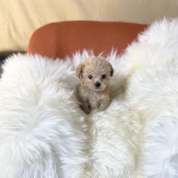 トイプードル(ティーカップ)【茨城県・女の子・2022年9月13日・アプリコット】の写真「小さめサイズの元気な女の子です！」