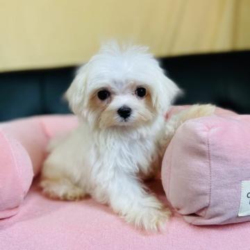 マルチーズ【茨城県・女の子・2022年5月7日・ホワイト】の写真「美人ママから産まれたおっとりマルチーズの激かわ姉妹」