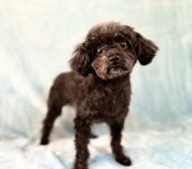 タイニープードル【・男の子・2020年10月17日・ブラック】