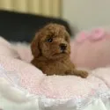タイニープードル【茨城県・女の子・2021年8月21日・レッド】の写真4