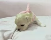 チワマル(チワワ×マルチーズ)【茨城県・女の子・2024年4月13日・クリーム】の写真4「子犬の小さいうちから育ててみたい方はぜひ。」