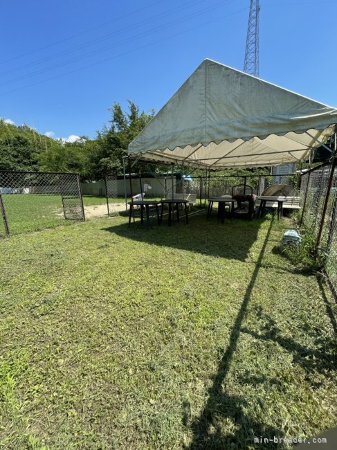 北村　裕史(きたむら　ゆうし)ブリーダー(愛知県・ボルゾイなど・JKC登録)の紹介写真5