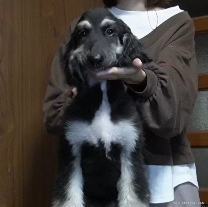 ID：2509-00906の子犬