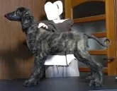 アフガンハウンド【愛知県・男の子・2025年6月10日・レッドブリンドル】の写真6