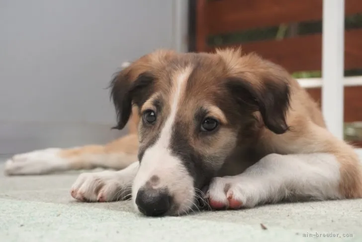 ID：2109-00944の子犬