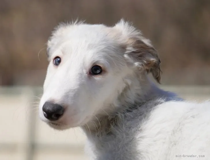 ID：2202-01671の子犬