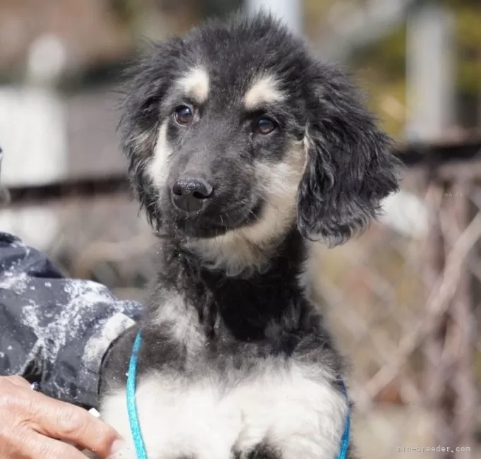 ID：2402-04286の子犬