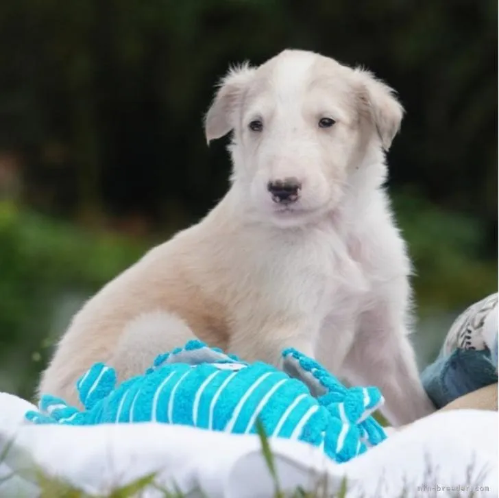ID:2210-00546の子犬