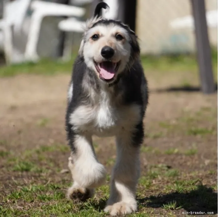 ID：2303-02956の子犬