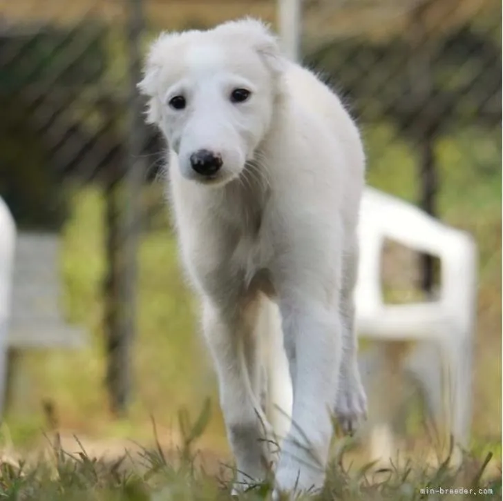 ID:2210-04332の子犬
