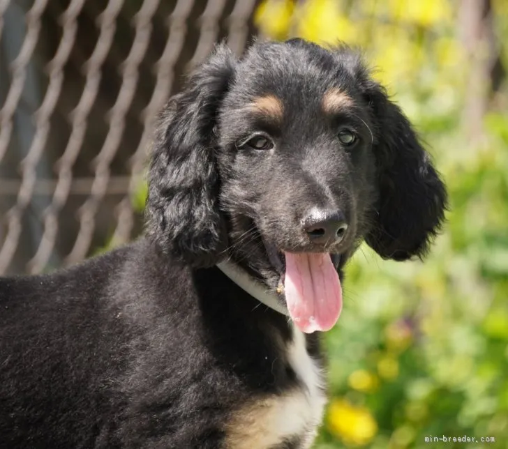 ID：2103-00101の子犬