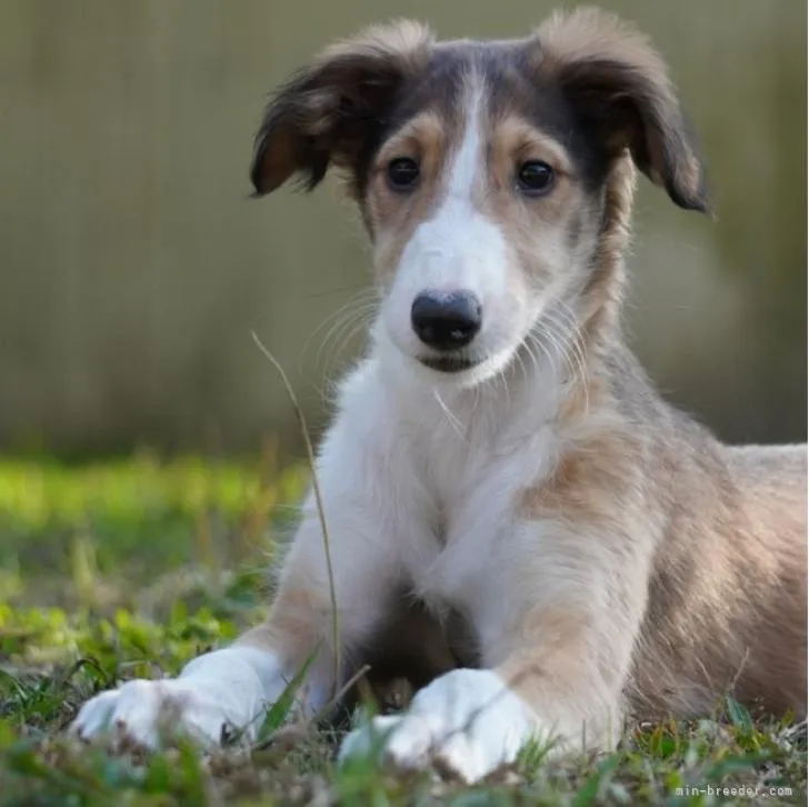 ID：2210-00539の子犬
