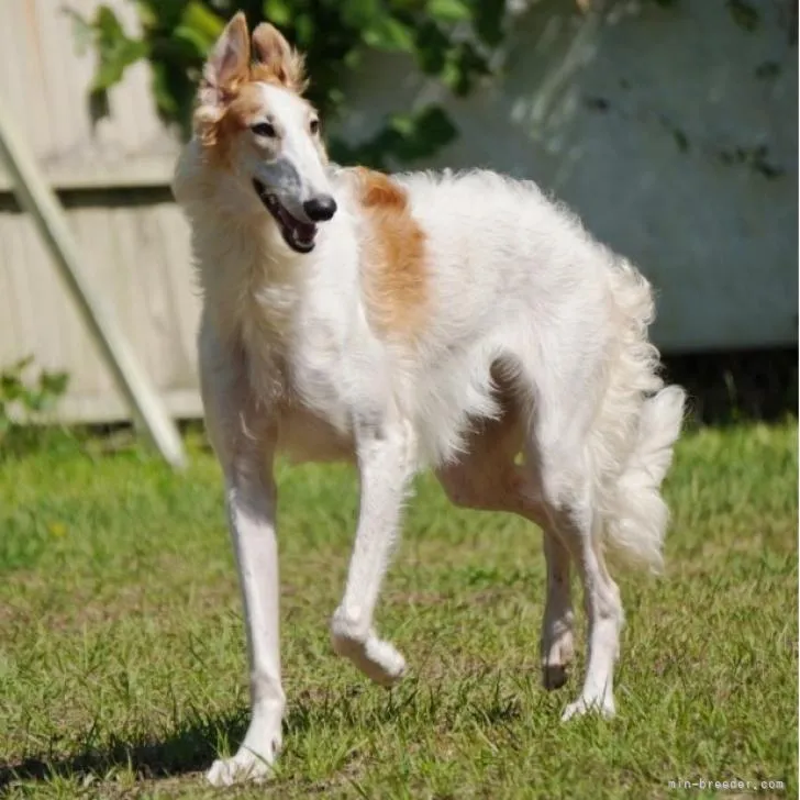 ID：2201-02994の子犬